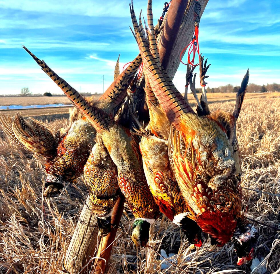 Pheasant Hunting 