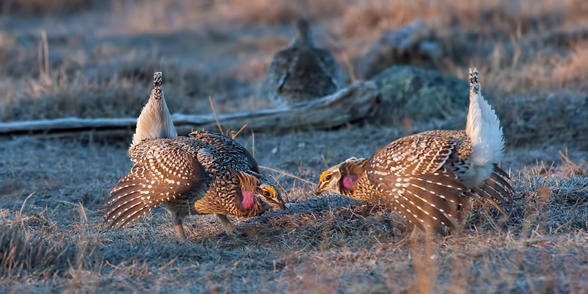 state of upland birds blog