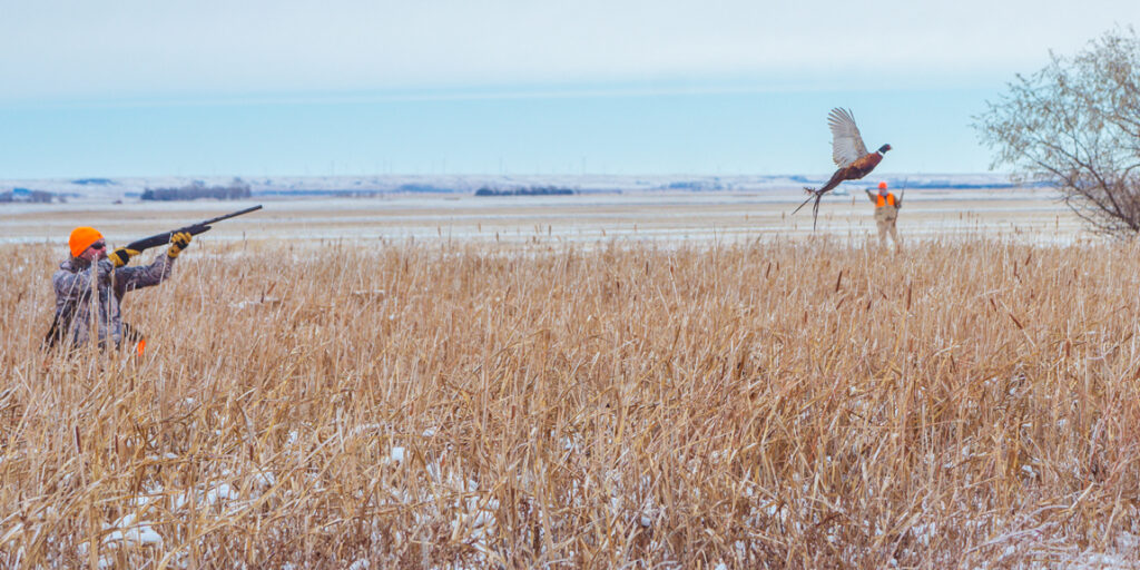 winter pheasant hunts in south dakota with dakota pheasant guide