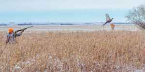 winter pheasant hunts in south dakota with dakota pheasant guide